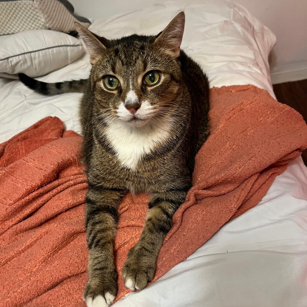 Cobo, ADOPTABLE, Adult Male American Shorthair.