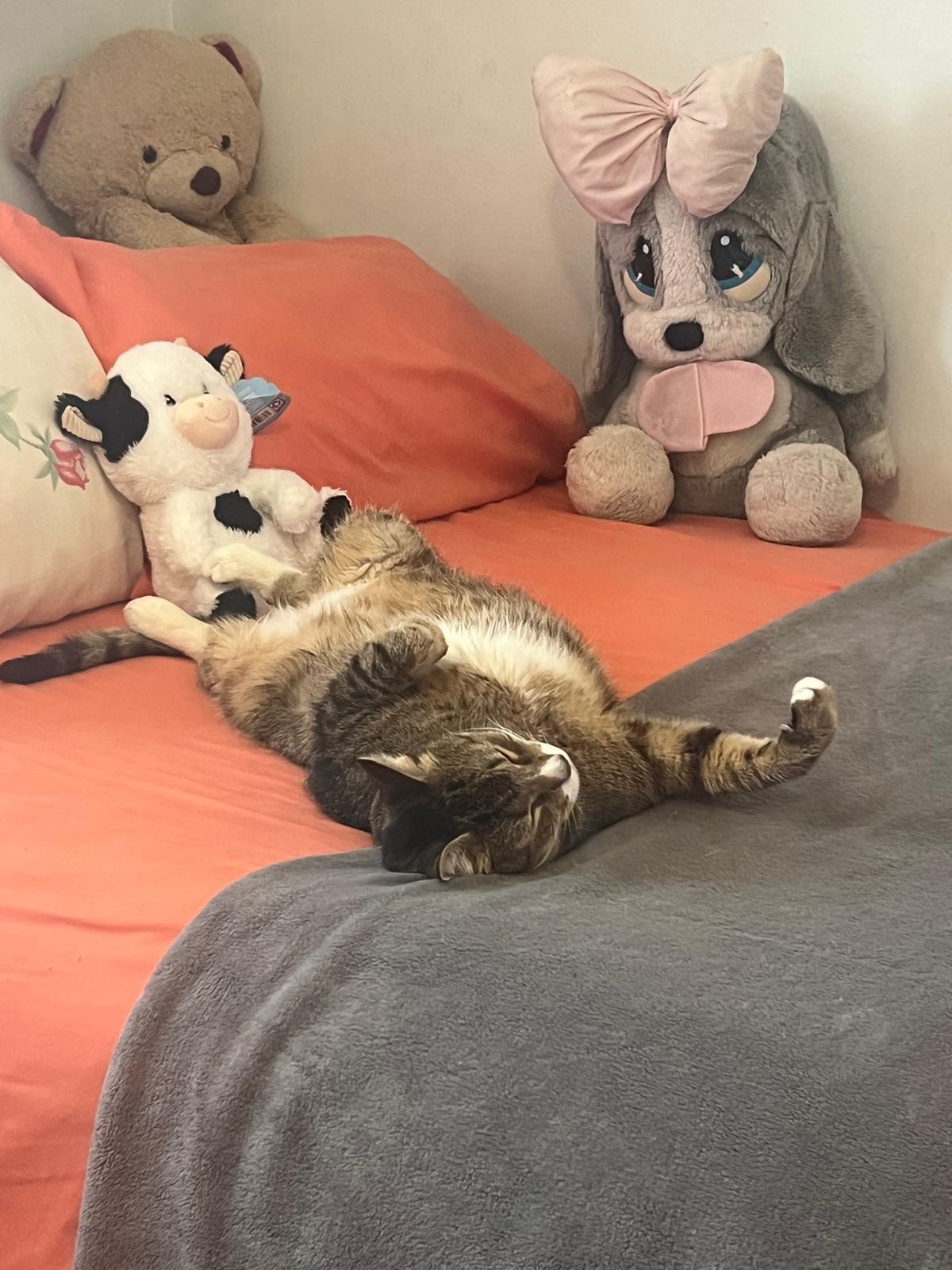 Enlarge Cobo, a ADOPTABLE American Shorthair in Weehawken, NJ image 5/5