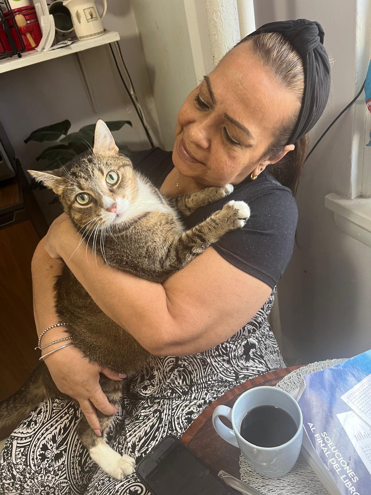 Enlarge Cobo, a ADOPTABLE American Shorthair in Weehawken, NJ image 2/5