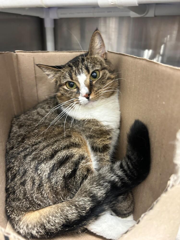 Enlarge Princess, a Adoptable mixed breed in Pittstown, NJ image 3/3