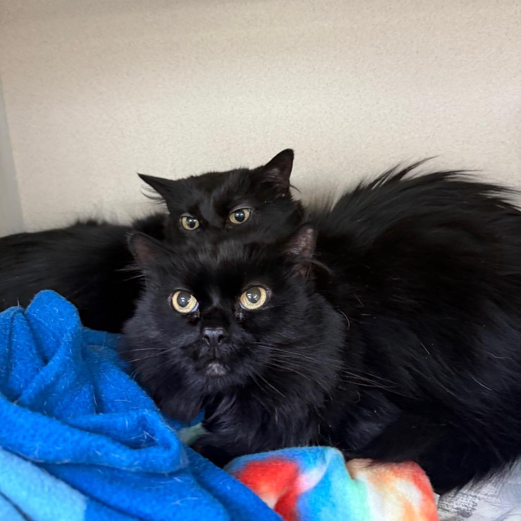 Venus, Adoptable, Senior Female Domestic Long Hair.