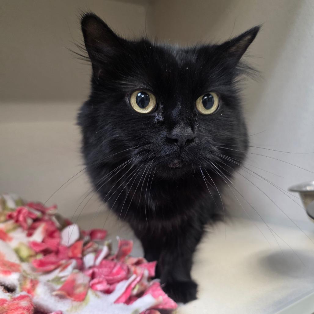 Enlarge Venus, a Adoptable Domestic Long Hair in Great Falls, MT image 2/4