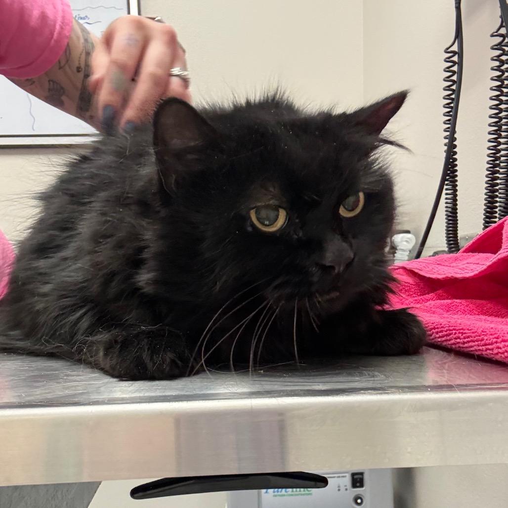 Enlarge Venus, a Adoptable Domestic Long Hair in Great Falls, MT image 3/4