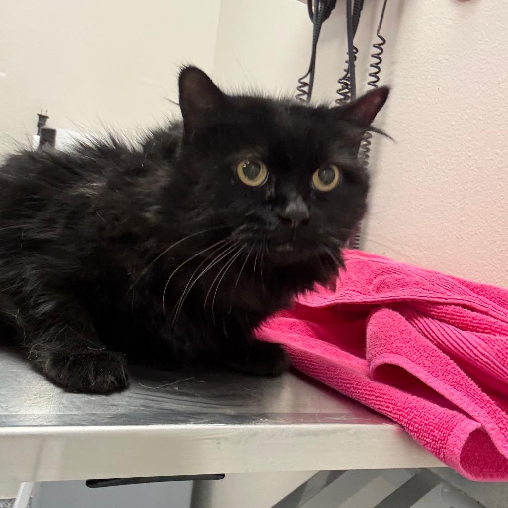 Enlarge Venus, a Adoptable Domestic Long Hair in Great Falls, MT image 4/4