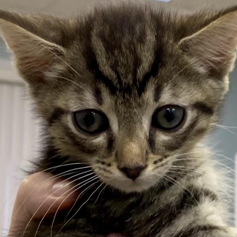 Pauly, Adoptable, Kitten Male Domestic Short Hair.