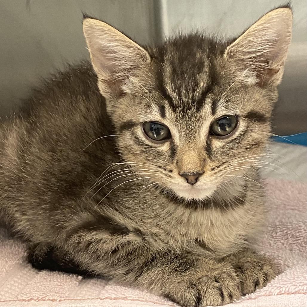 Enlarge Pauly, a Adoptable Domestic Short Hair in Greensboro, GA image 2/3