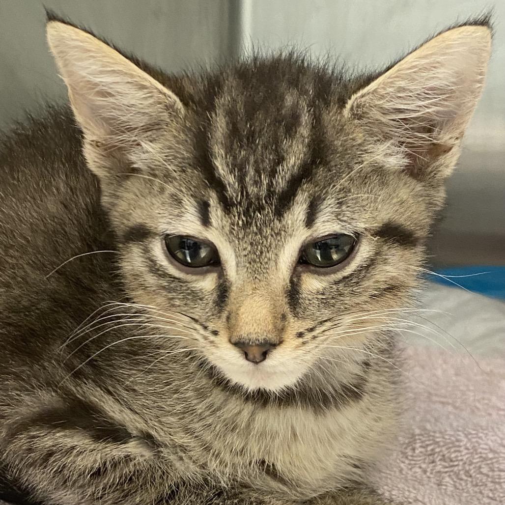 Enlarge Pauly, a Adoptable Domestic Short Hair in Greensboro, GA image 3/3