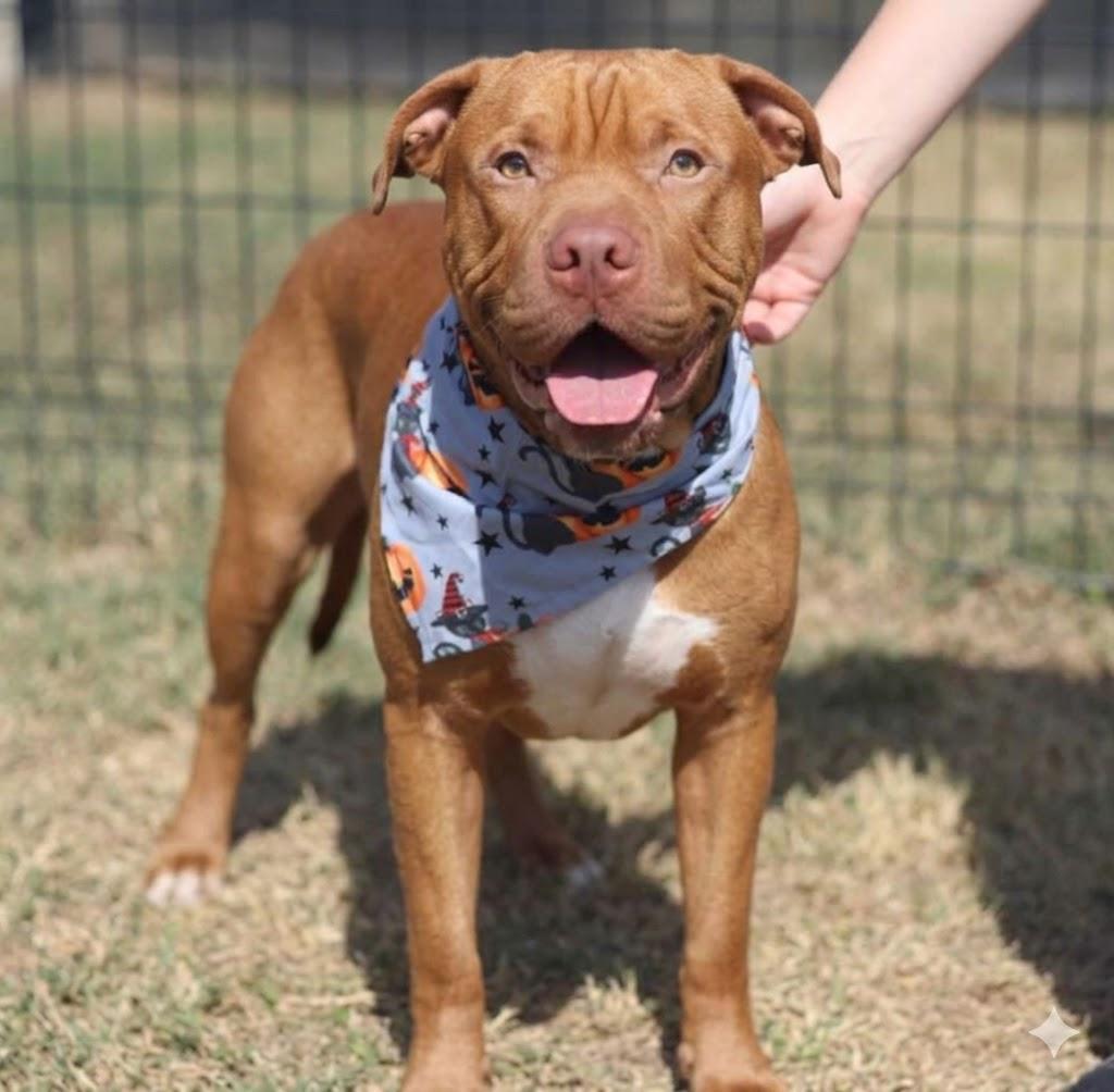 Enlarge Lenny, a Adoptable mixed breed in Seabrook, NH image 2/2