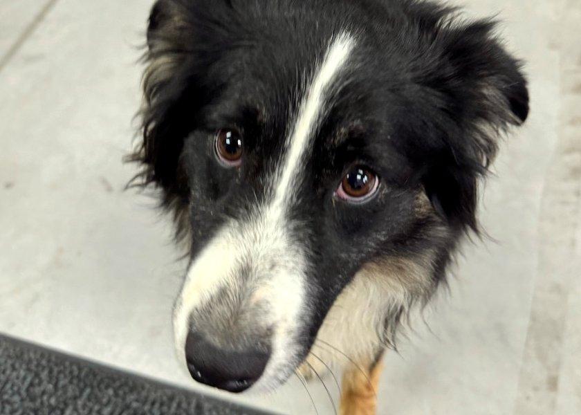 Enlarge Waffle, a ADOPTABLE Australian Shepherd in Bedford Hills, NY image 2/2