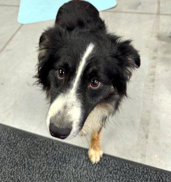 Enlarge Waffle, a ADOPTABLE Australian Shepherd in Bedford Hills, NY image 1/2