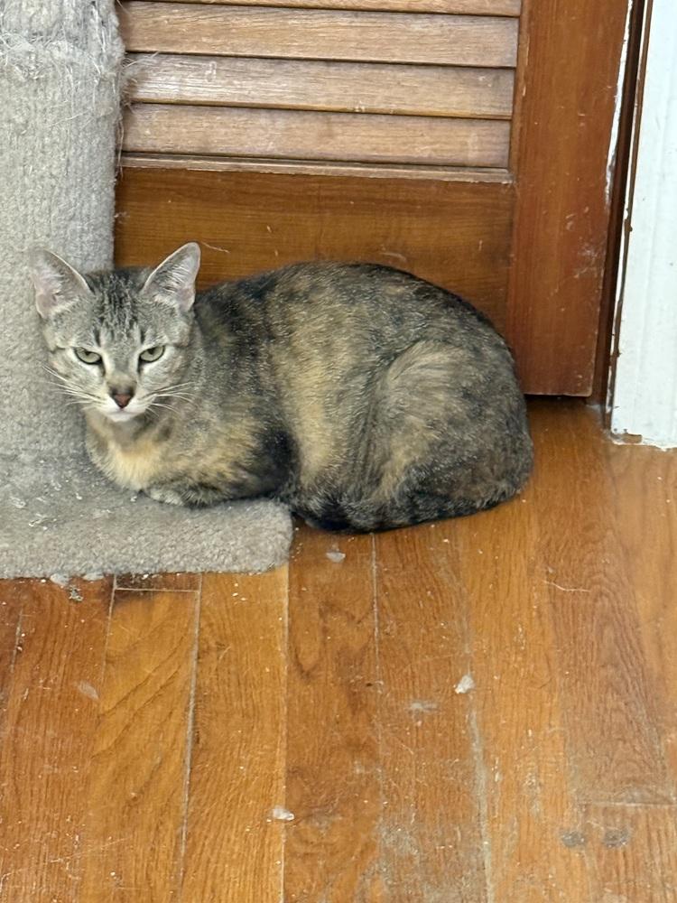 Willow, a Adoptable Domestic Short Hair in Hudson, NH image 1/2