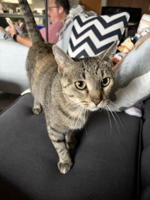 Enlarge Willow, a Adoptable Domestic Short Hair in Hudson, NH image 2/4