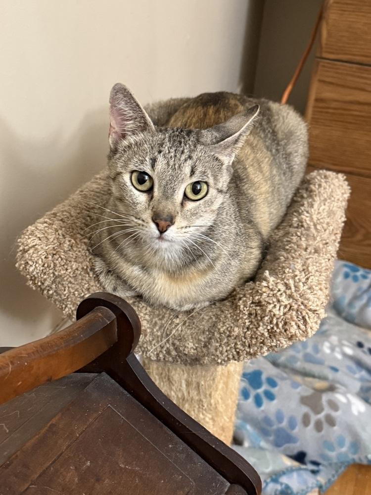 Willow, a Adoptable Domestic Short Hair in Hudson, NH image 2/2