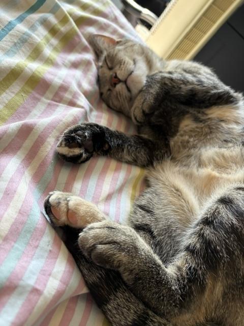 Enlarge Willow, a Adoptable Domestic Short Hair in Hudson, NH image 4/4