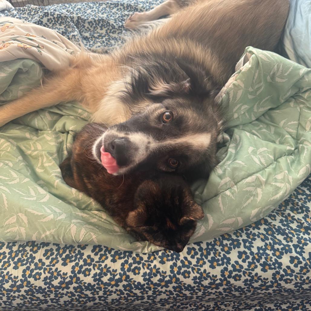 Enlarge Chloe, a Adoptable mixed breed in Glendale, AZ image 1/5