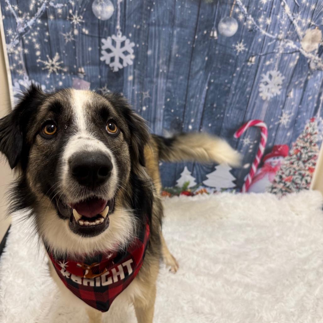 Enlarge Chloe, a Adoptable mixed breed in Glendale, AZ image 2/5