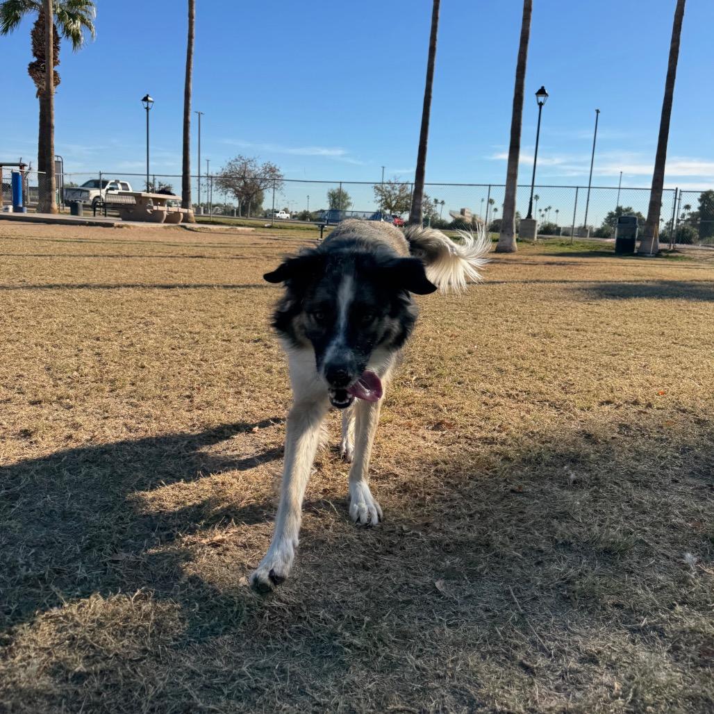 Enlarge Chloe, a Adoptable mixed breed in Glendale, AZ image 3/5