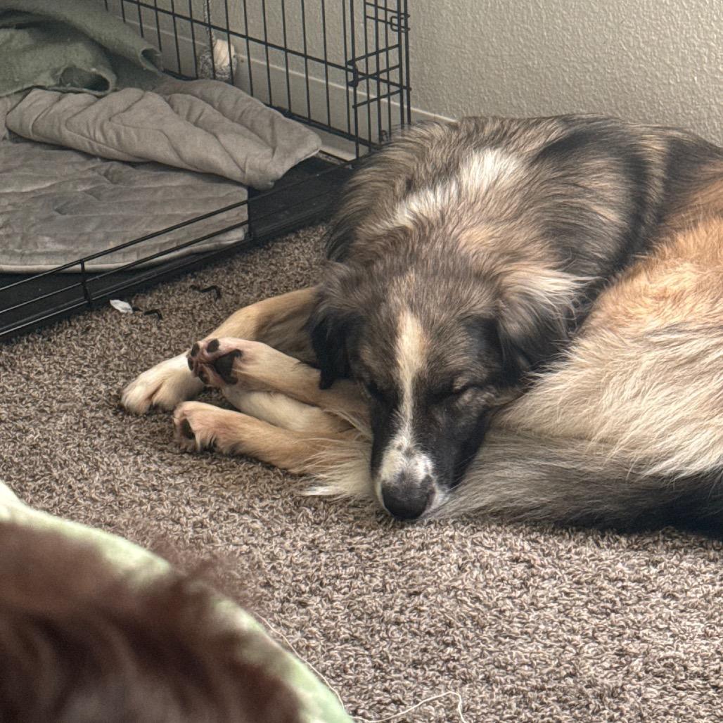 Enlarge Chloe, a Adoptable mixed breed in Glendale, AZ image 4/5