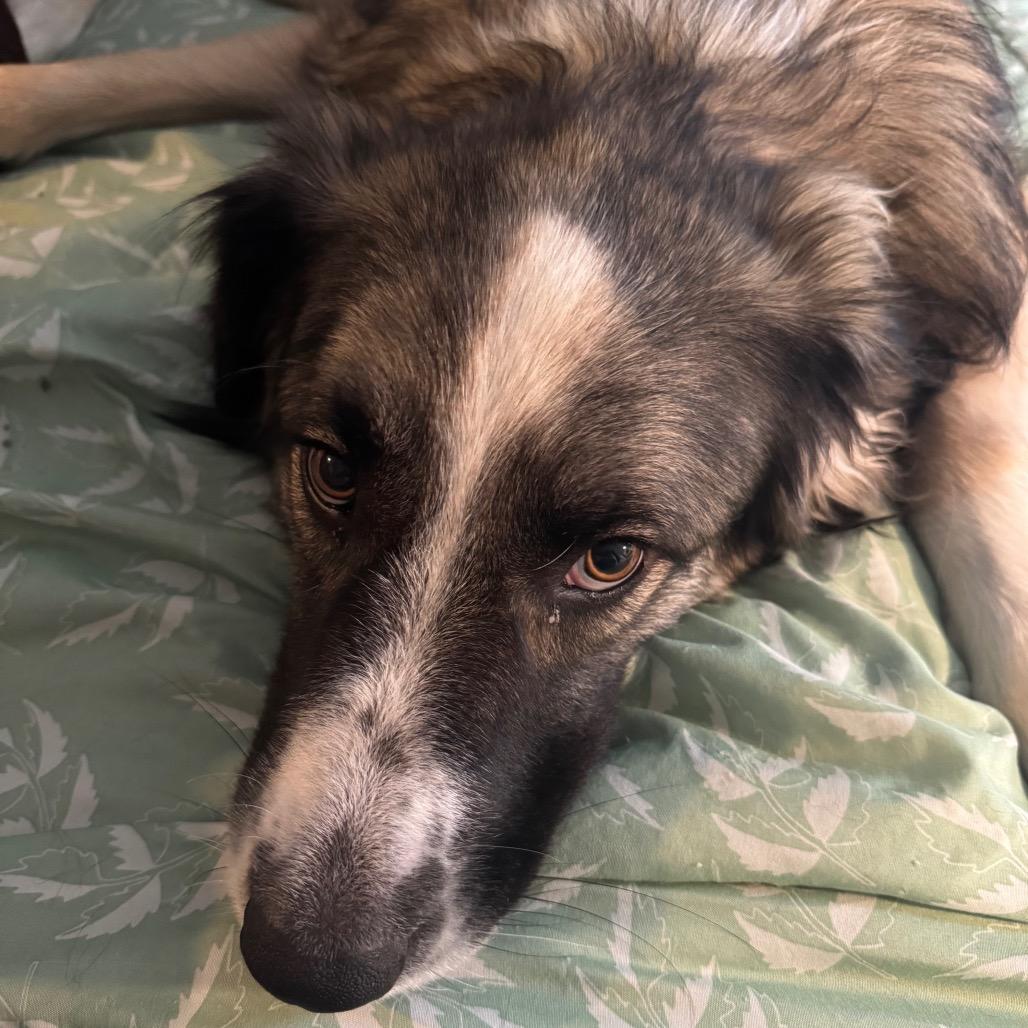 Enlarge Chloe, a Adoptable mixed breed in Glendale, AZ image 5/5