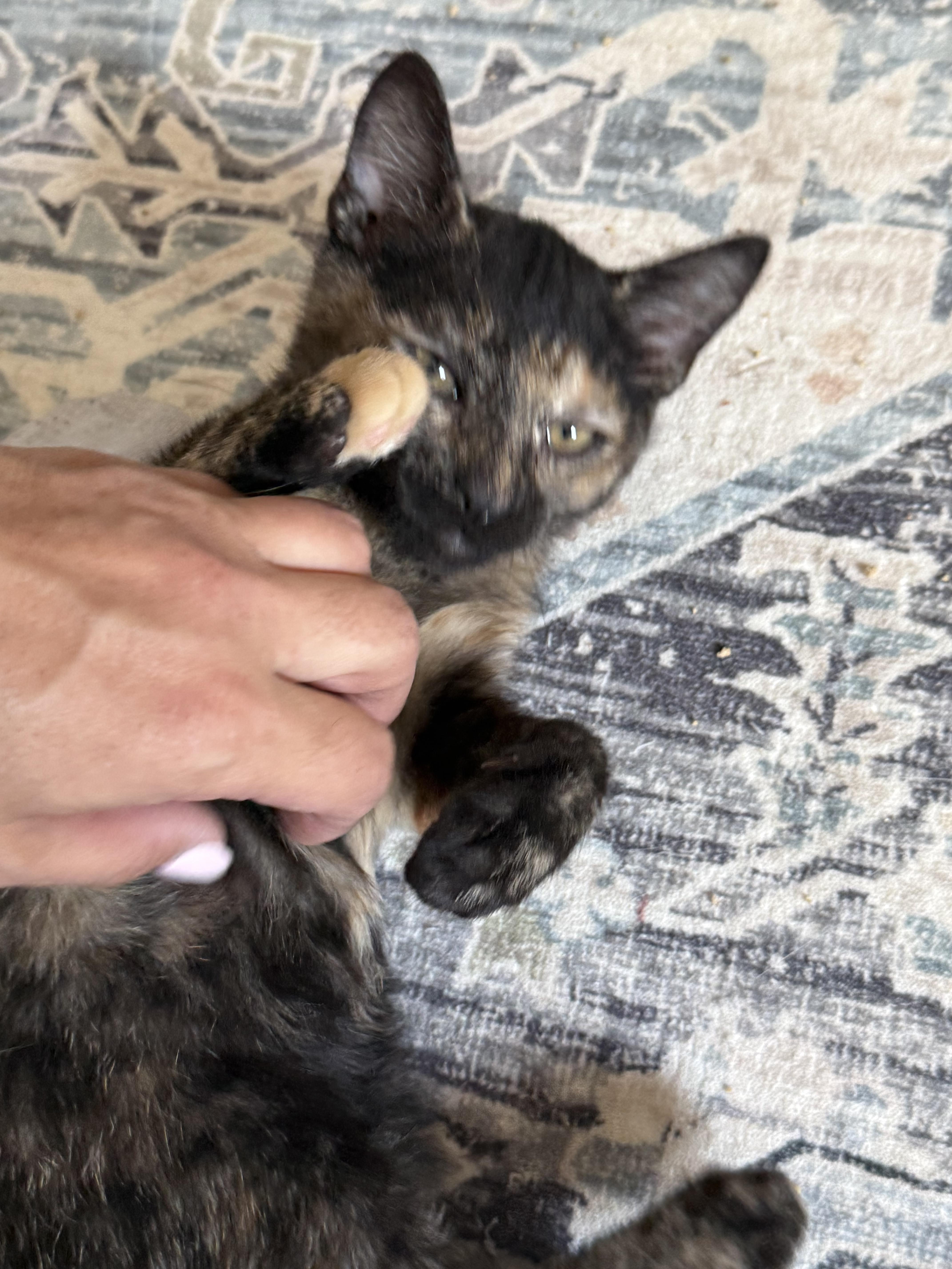 Enlarge Stink bug, an adopted Domestic Short Hair in Old Bridge, NJ image 3/5