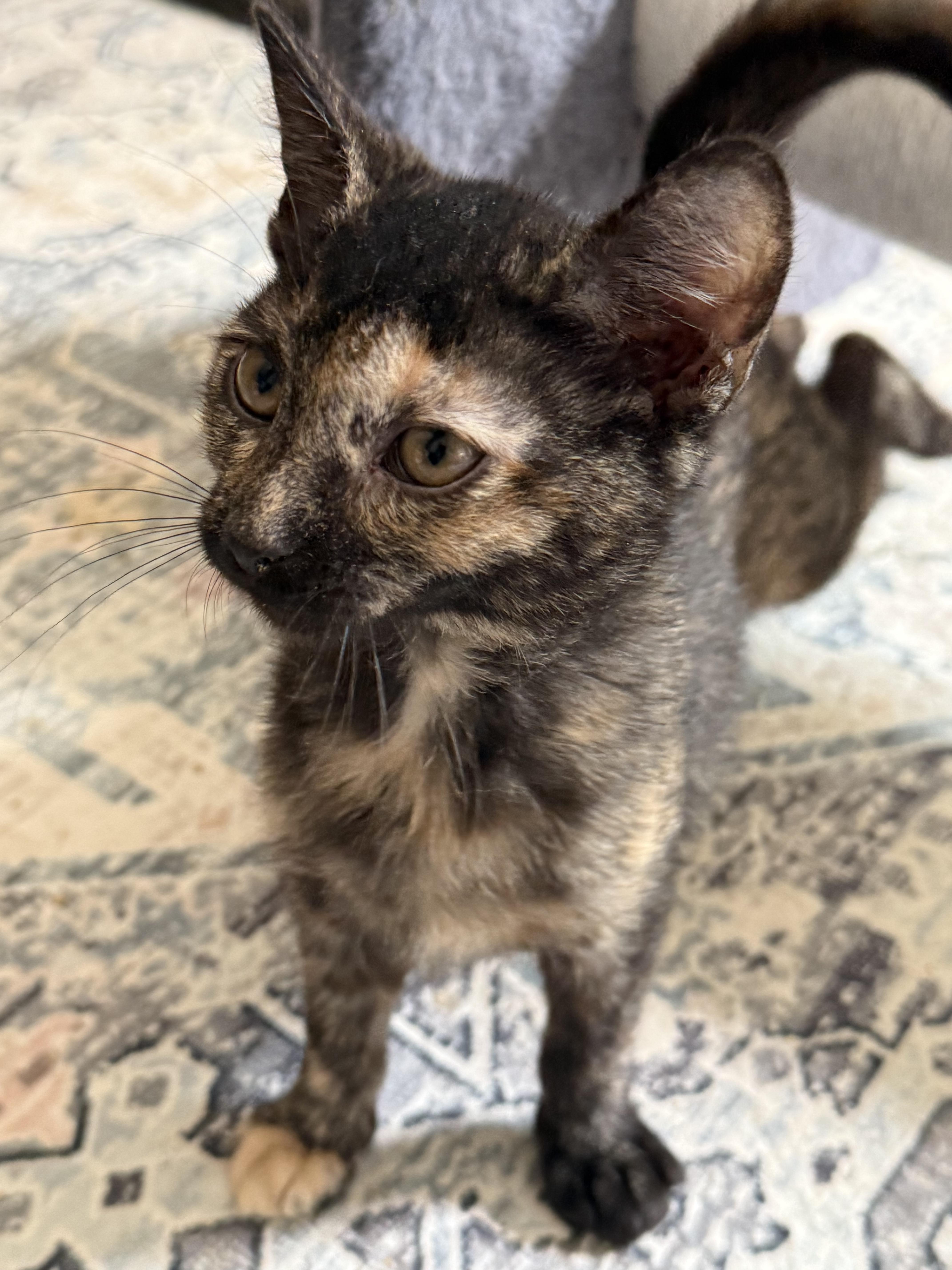 Enlarge Stink bug, an adopted Domestic Short Hair in Old Bridge, NJ image 4/5