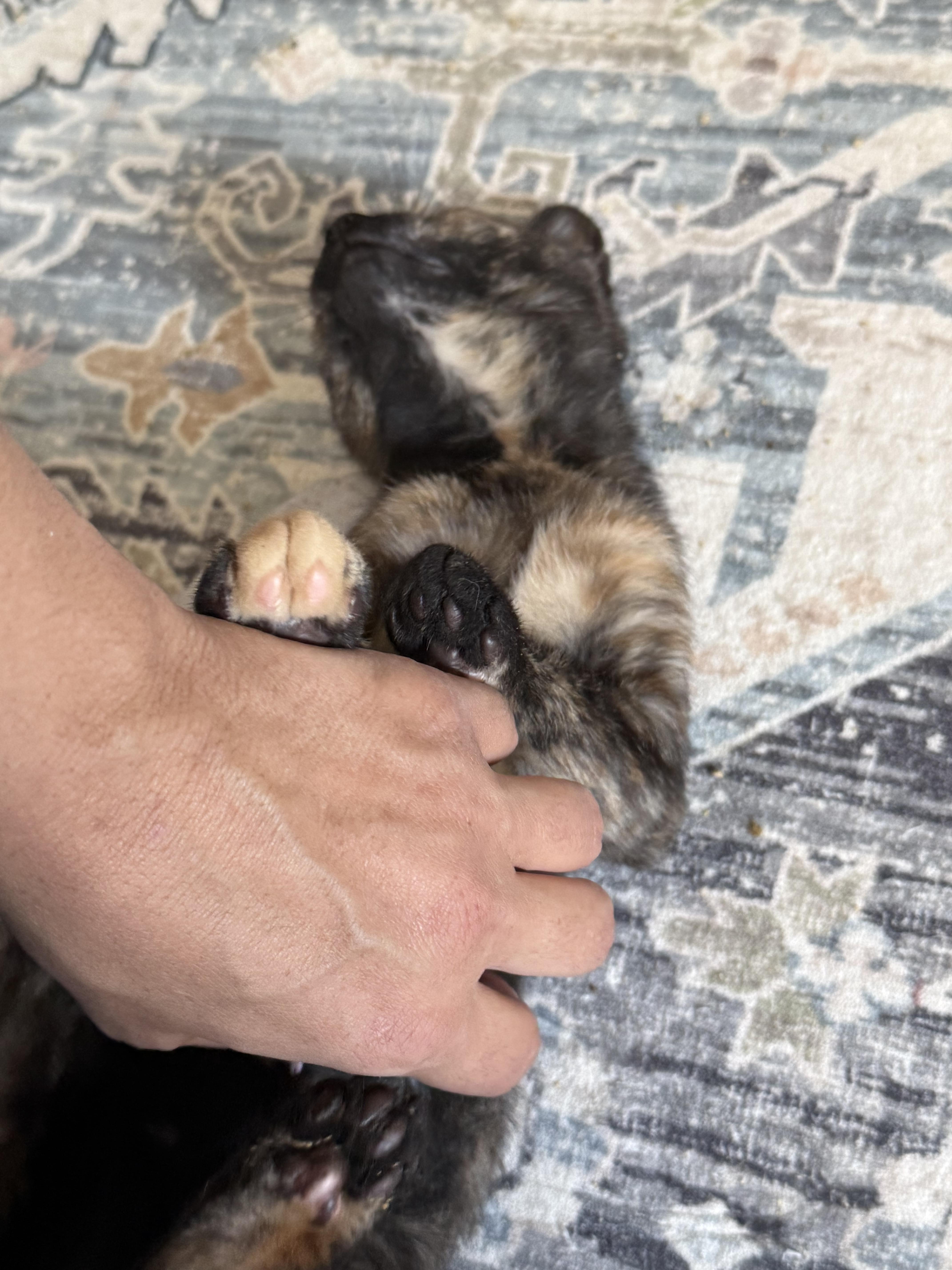 Enlarge Stink bug, an adopted Domestic Short Hair in Old Bridge, NJ image 5/5