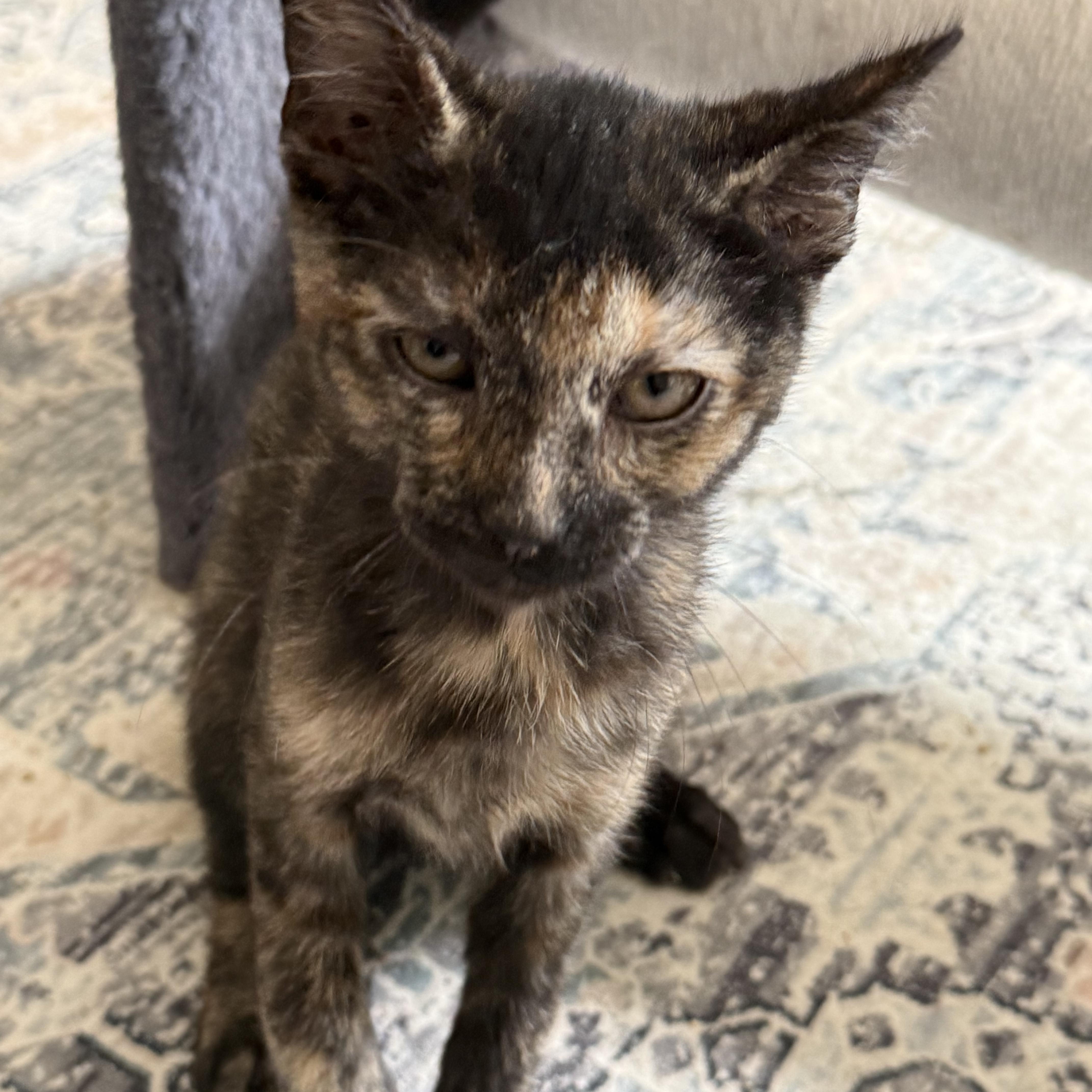Enlarge Stink bug, an adopted Domestic Short Hair in Old Bridge, NJ image 1/5