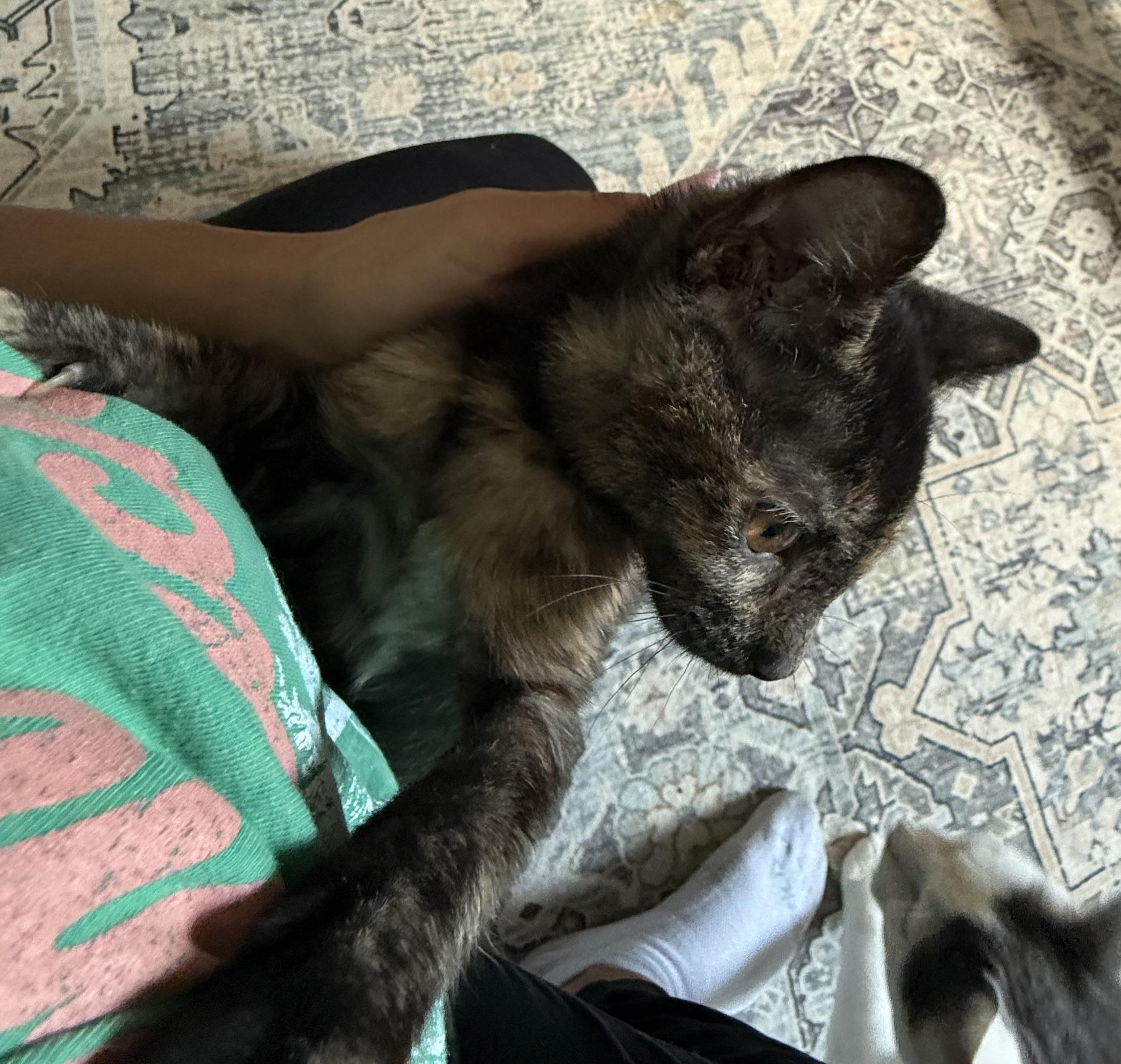 Enlarge Stink bug, an adopted Domestic Short Hair in Old Bridge, NJ image 2/5