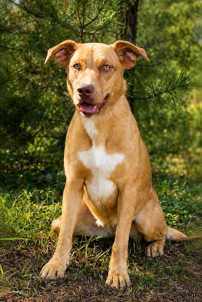 Ava, Adoptable, Young Female Labrador Retriever.