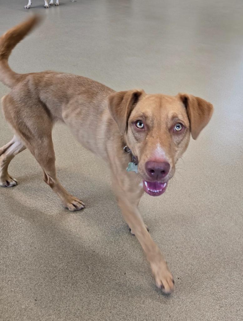 Enlarge Ava, a Adoptable mixed breed in North Syracuse, NY image 2/2
