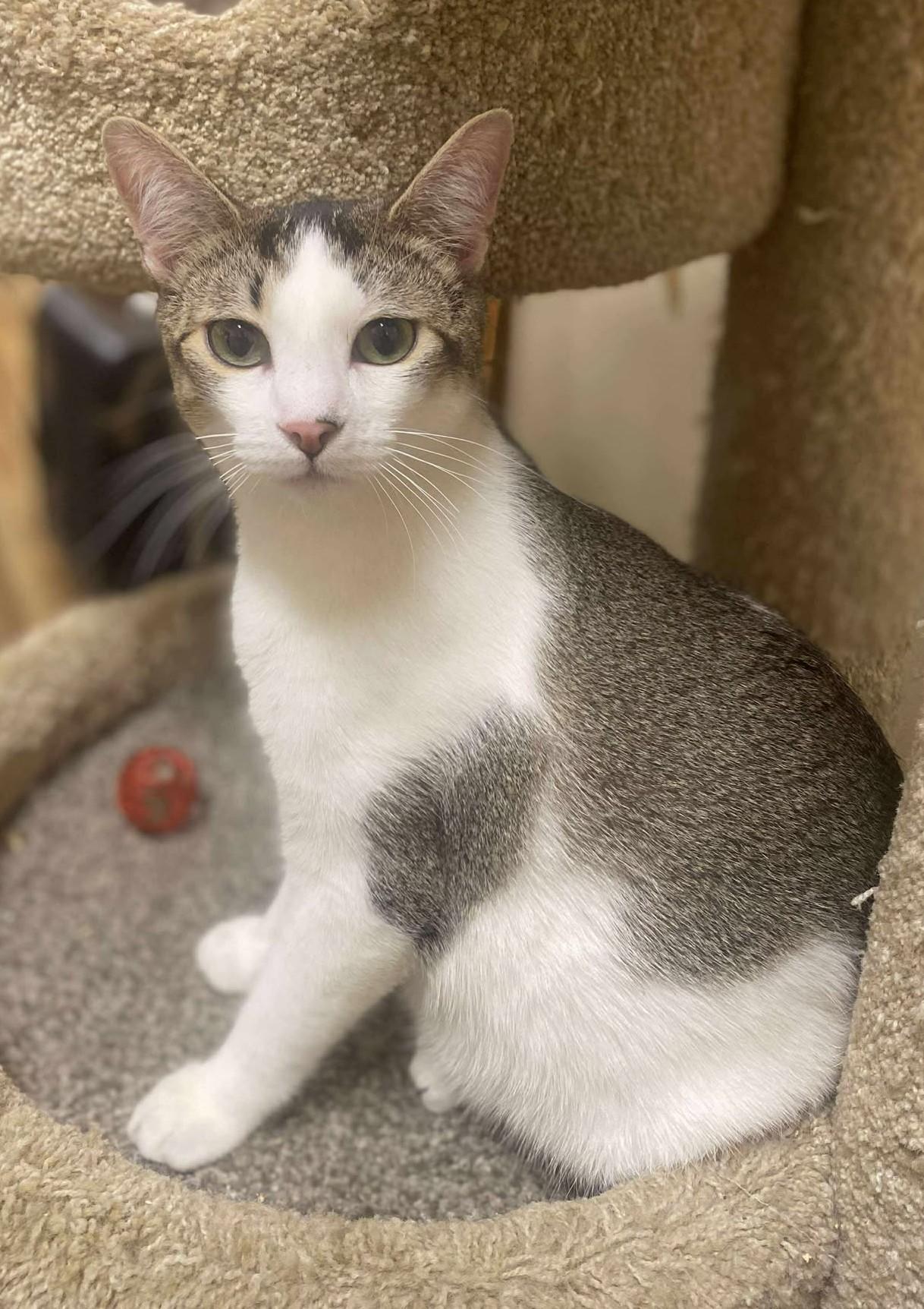 DR CONRAD HAWKINS, a Adoptable mixed breed in Murrieta, CA image 4/6