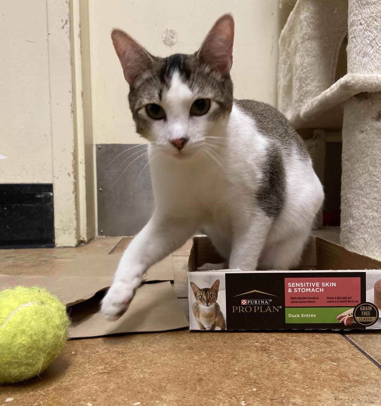 DR CONRAD HAWKINS, a Adoptable mixed breed in Murrieta, CA image 5/6