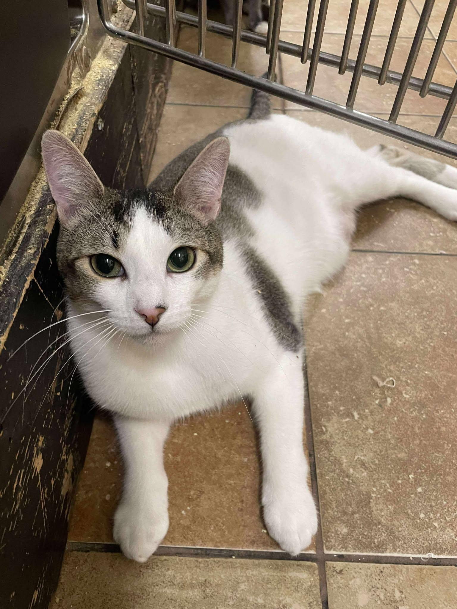 Enlarge DR CONRAD HAWKINS, a Adoptable mixed breed in Murrieta, CA image 2/6