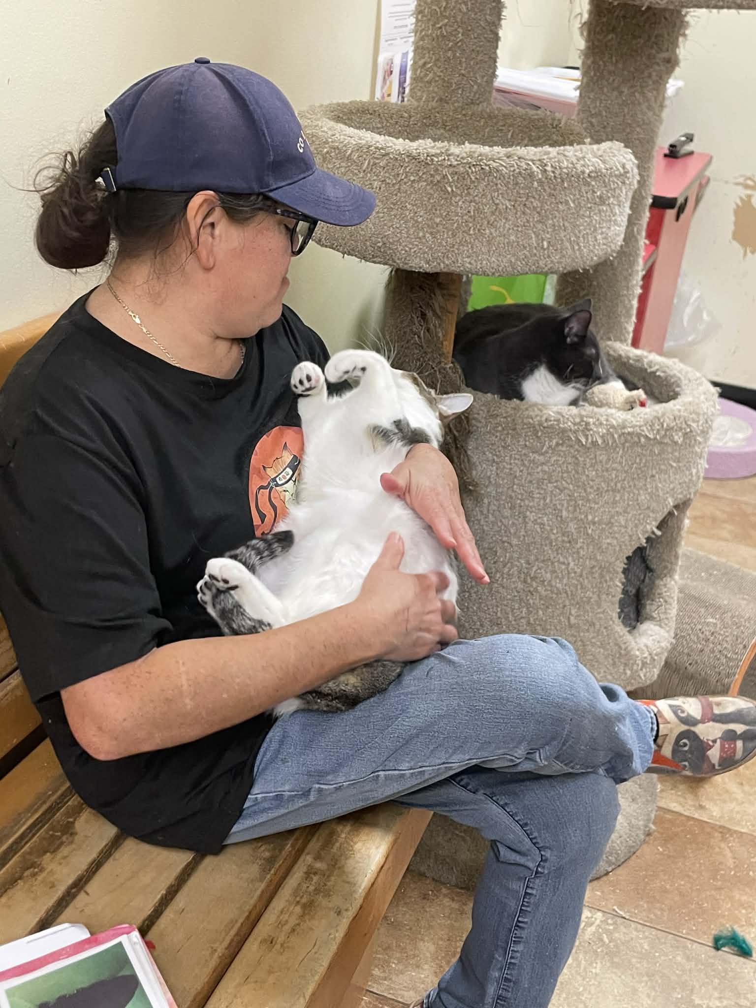 Enlarge DR CONRAD HAWKINS, a Adoptable mixed breed in HEMET, CA image 4/6