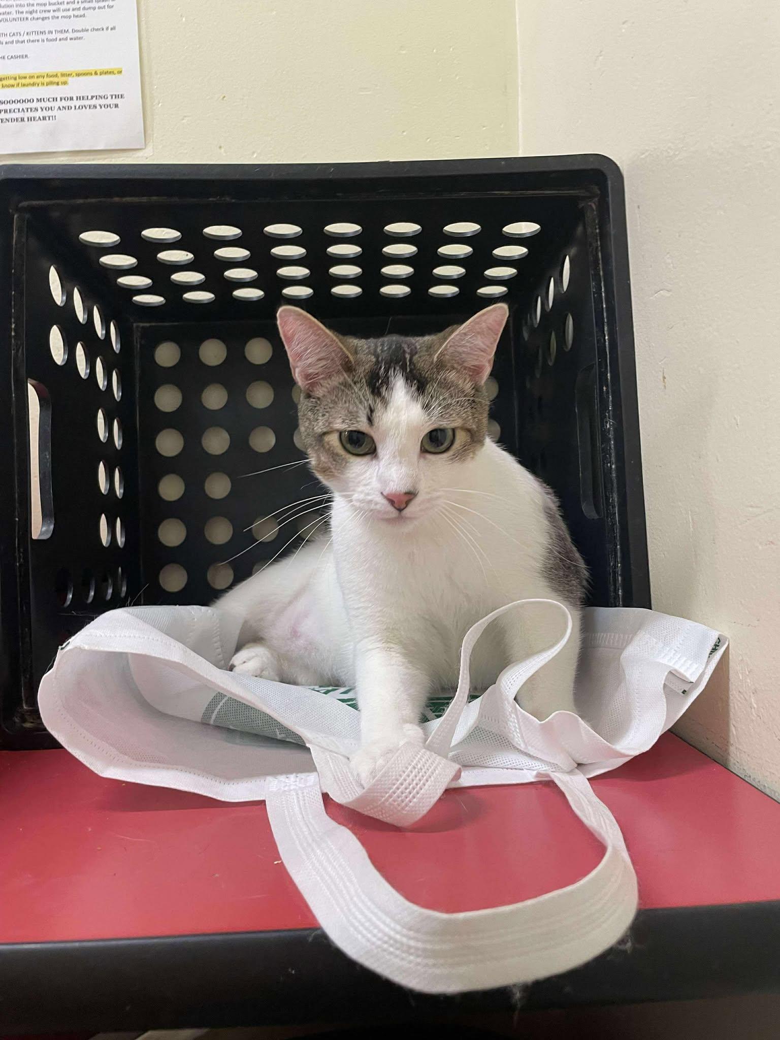 DR CONRAD HAWKINS, a Adoptable mixed breed in Murrieta, CA image 3/6