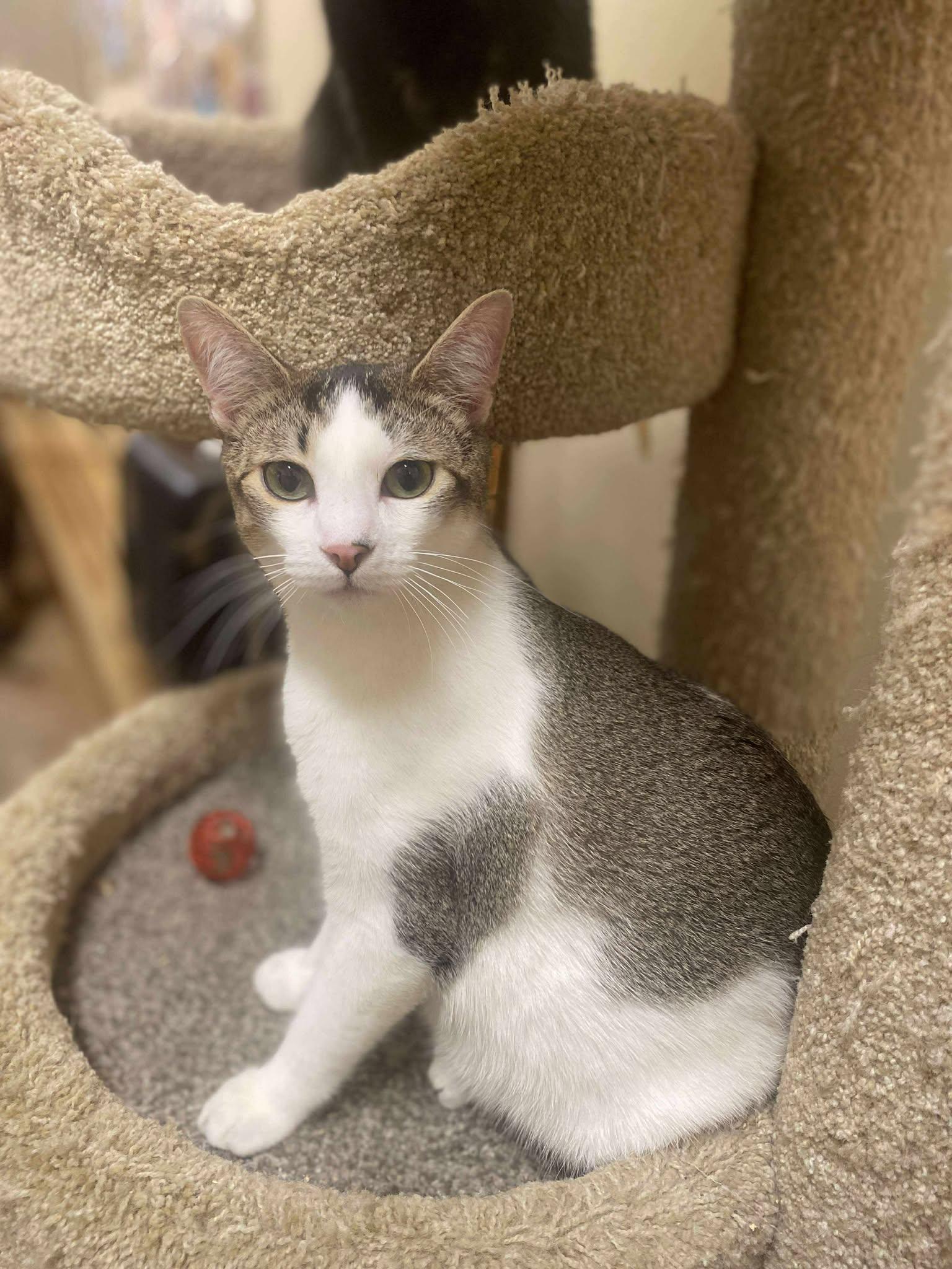 Enlarge DR CONRAD HAWKINS, a Adoptable mixed breed in Murrieta, CA image 5/6