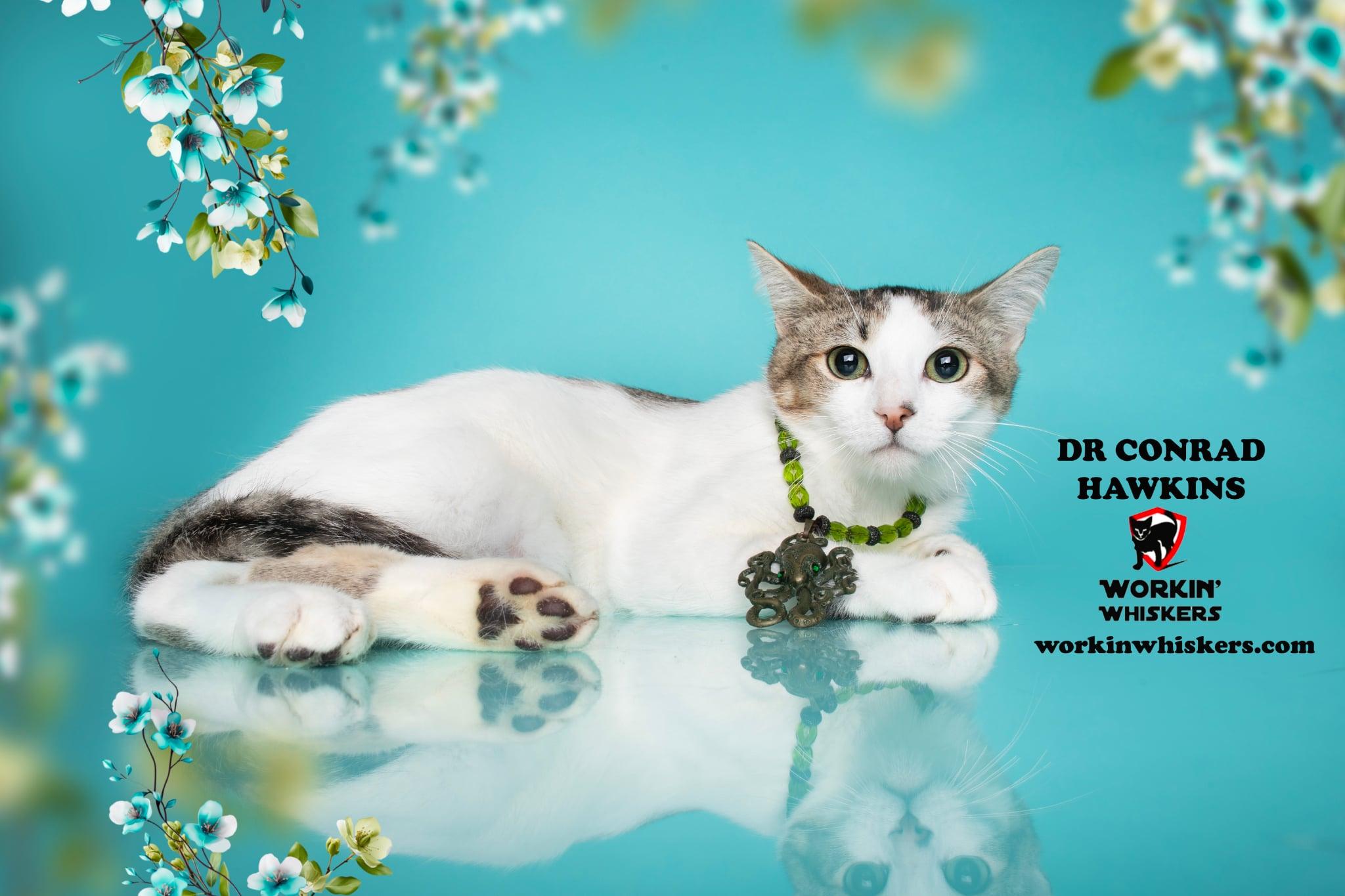 Enlarge DR CONRAD HAWKINS, a Adoptable mixed breed in Murrieta, CA image 4/6