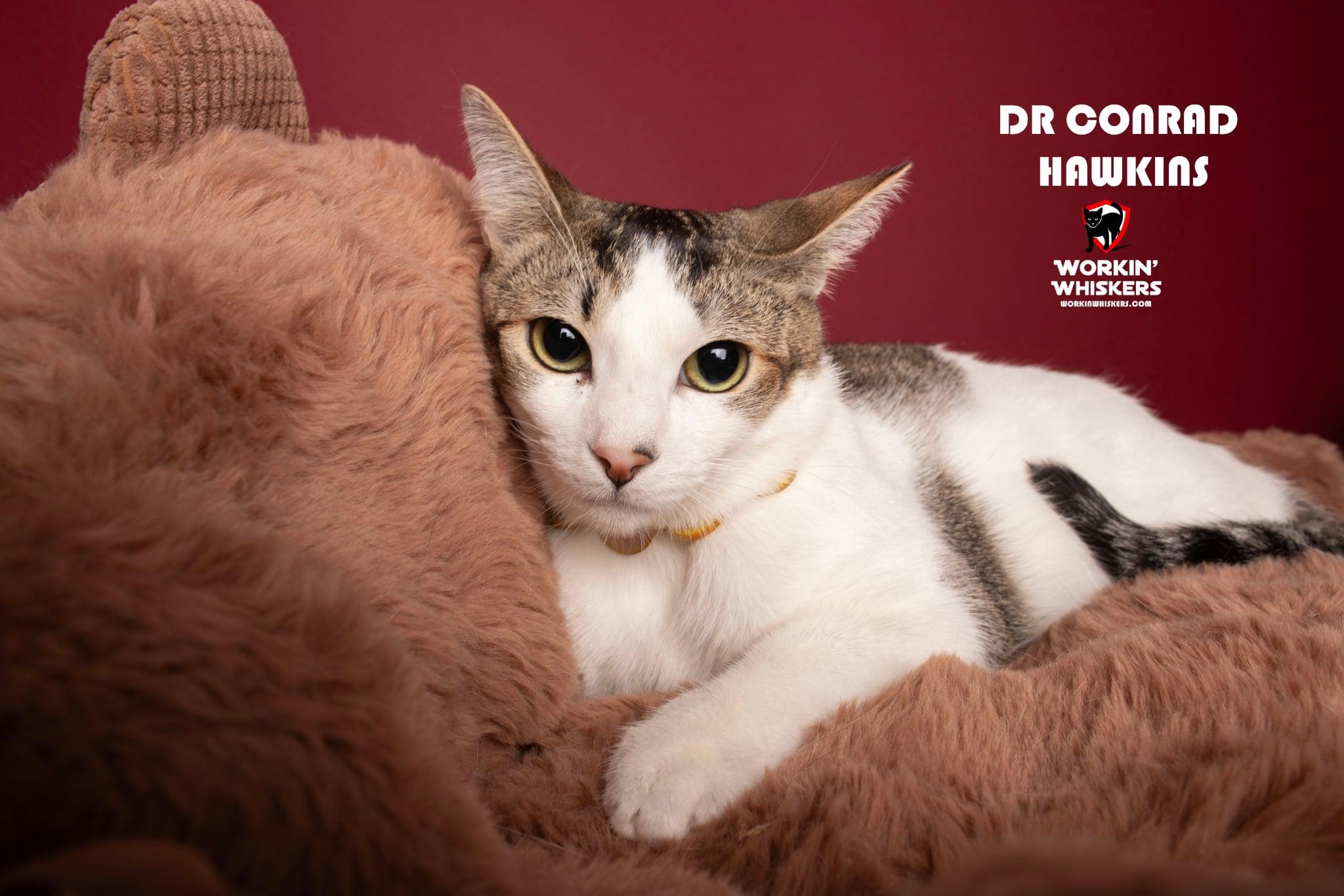 Enlarge DR CONRAD HAWKINS, a Adoptable mixed breed in Murrieta, CA image 1/6