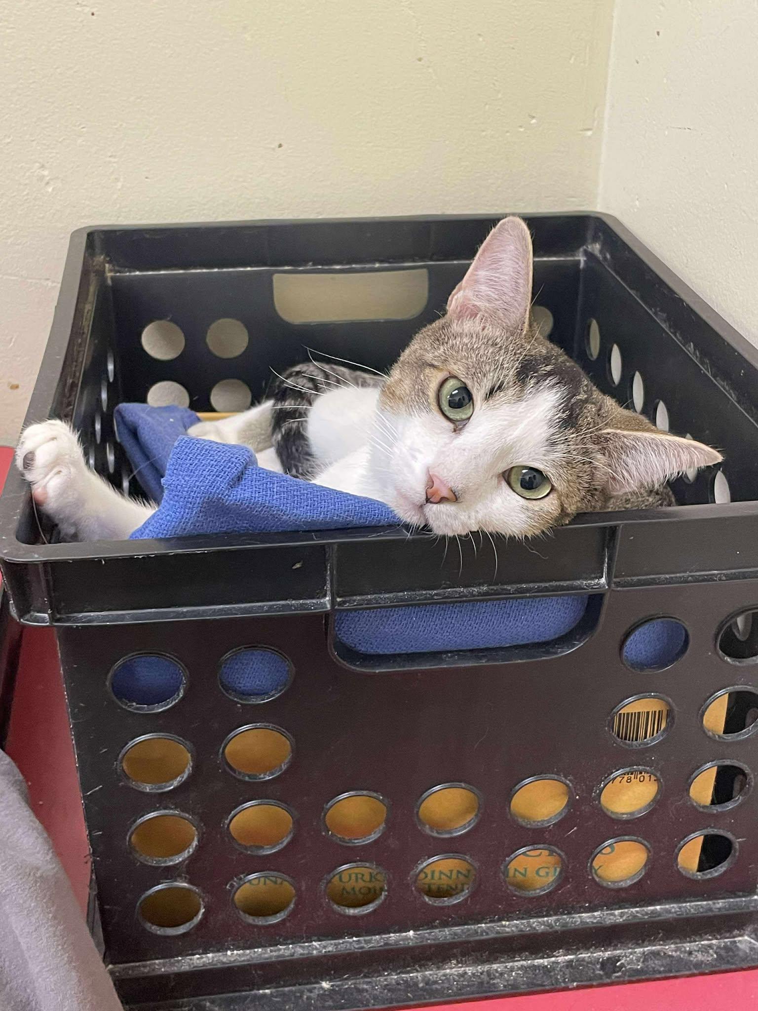 Enlarge DR CONRAD HAWKINS, a Adoptable mixed breed in Murrieta, CA image 3/6