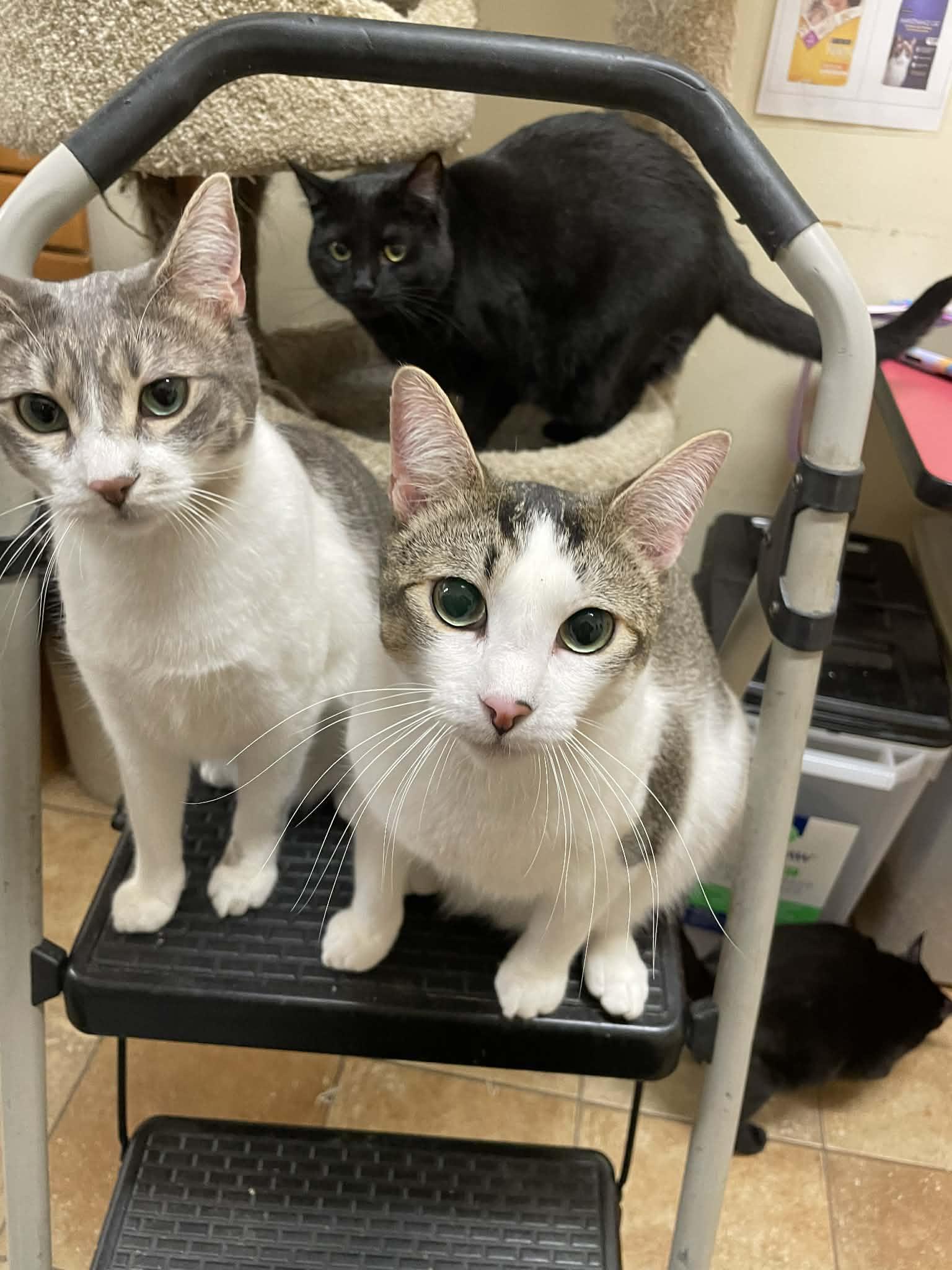 DR CONRAD HAWKINS, a Adoptable mixed breed in Murrieta, CA image 2/6