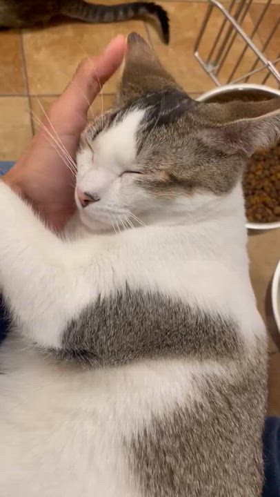 Enlarge DR CONRAD HAWKINS, a Adoptable mixed breed in Murrieta, CA video 6/6