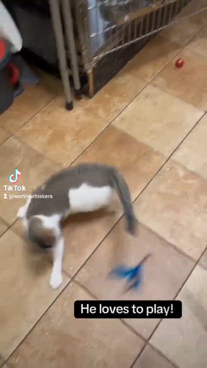 Enlarge DR CONRAD HAWKINS, a Adoptable mixed breed in Murrieta, CA video 6/6