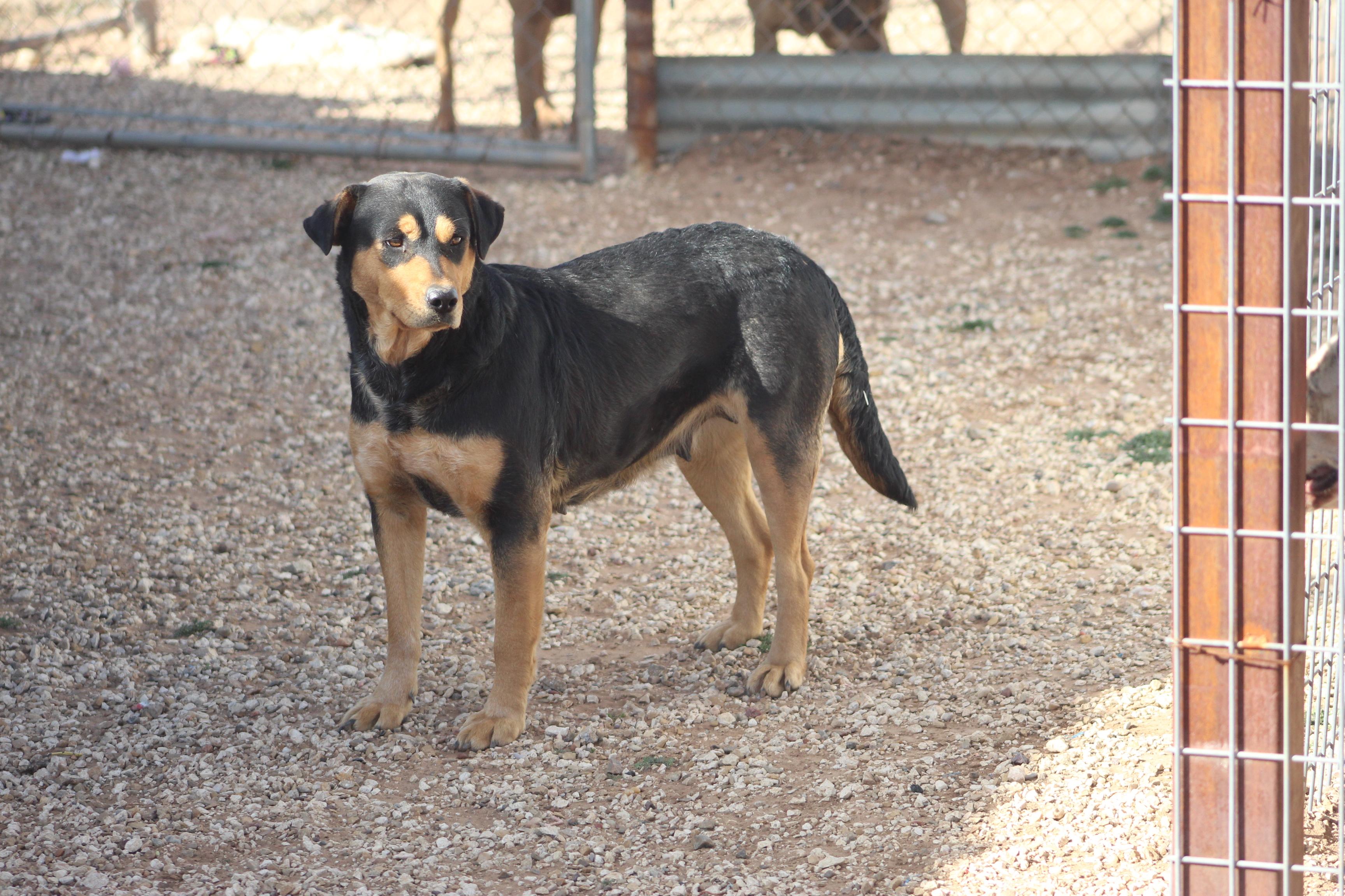 Duchess, a Adoptable mixed breed in Post, TX image 2/6