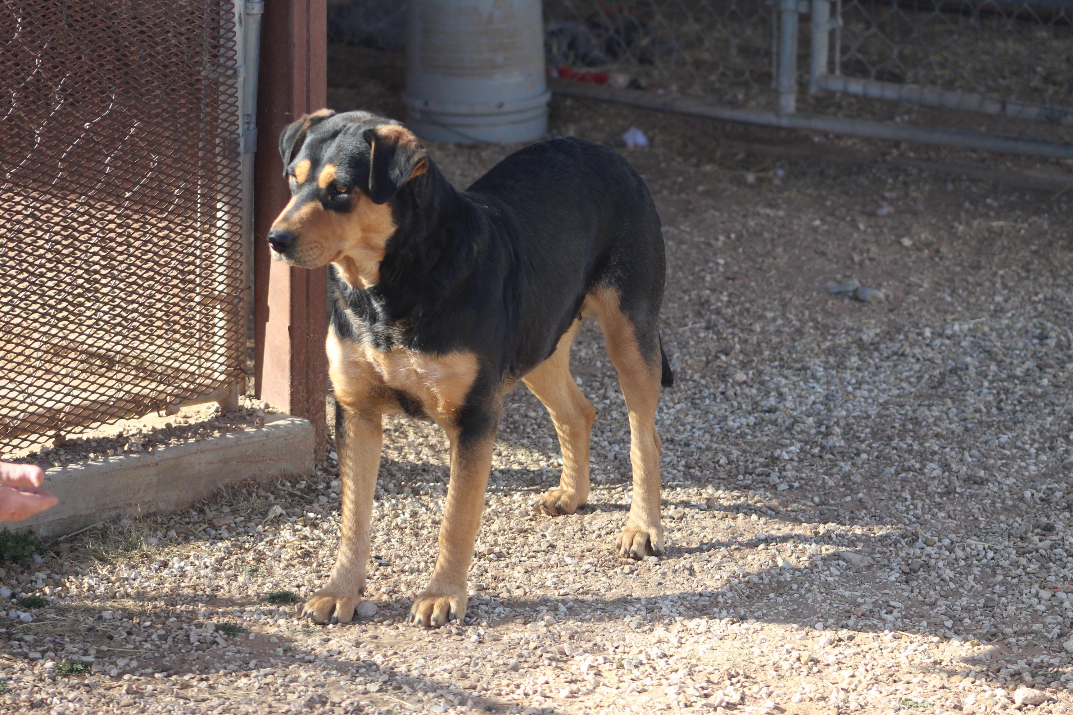 Duchess, a Adoptable mixed breed in Post, TX image 3/6