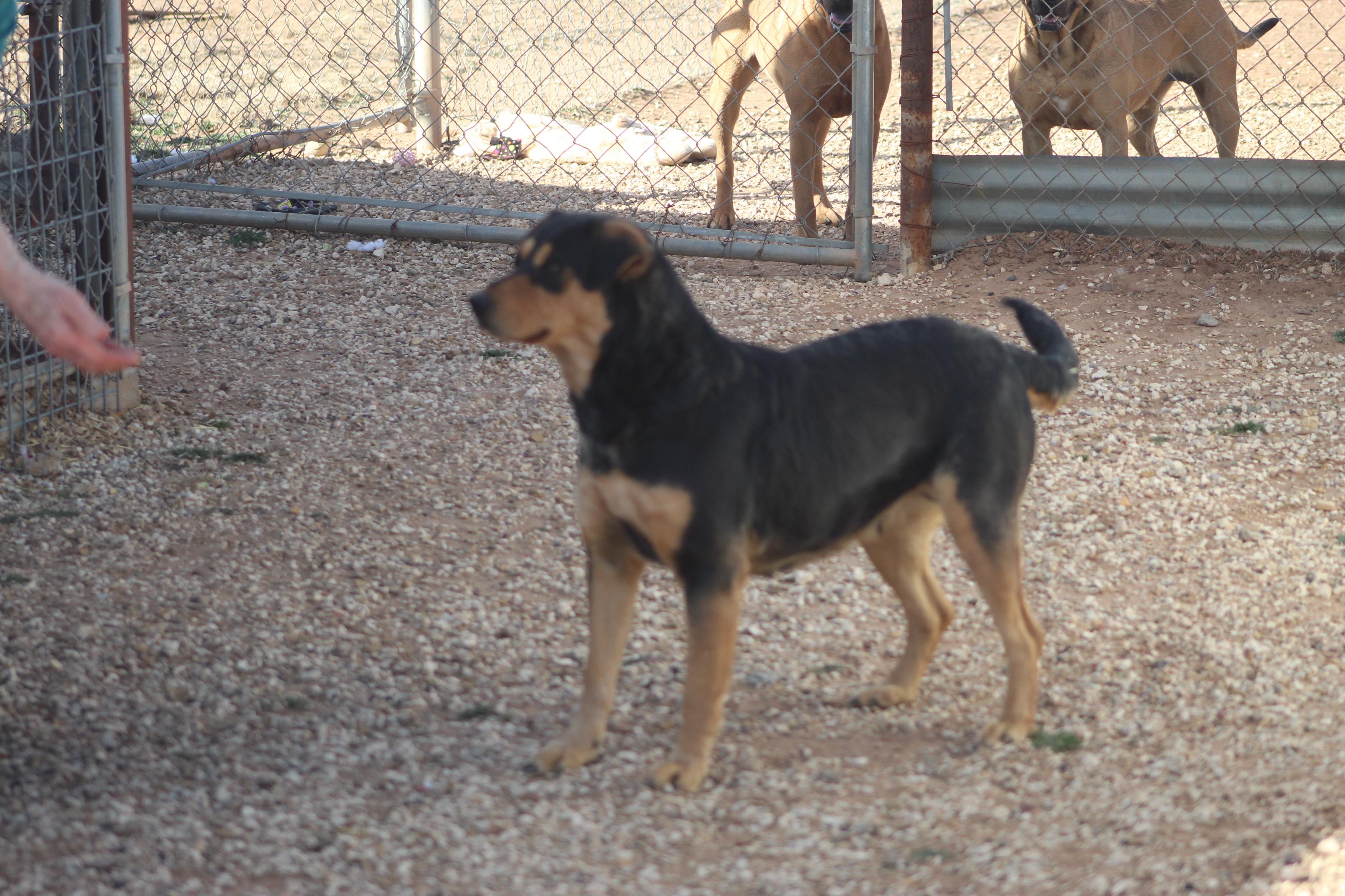 Duchess, a Adoptable mixed breed in Post, TX image 4/6
