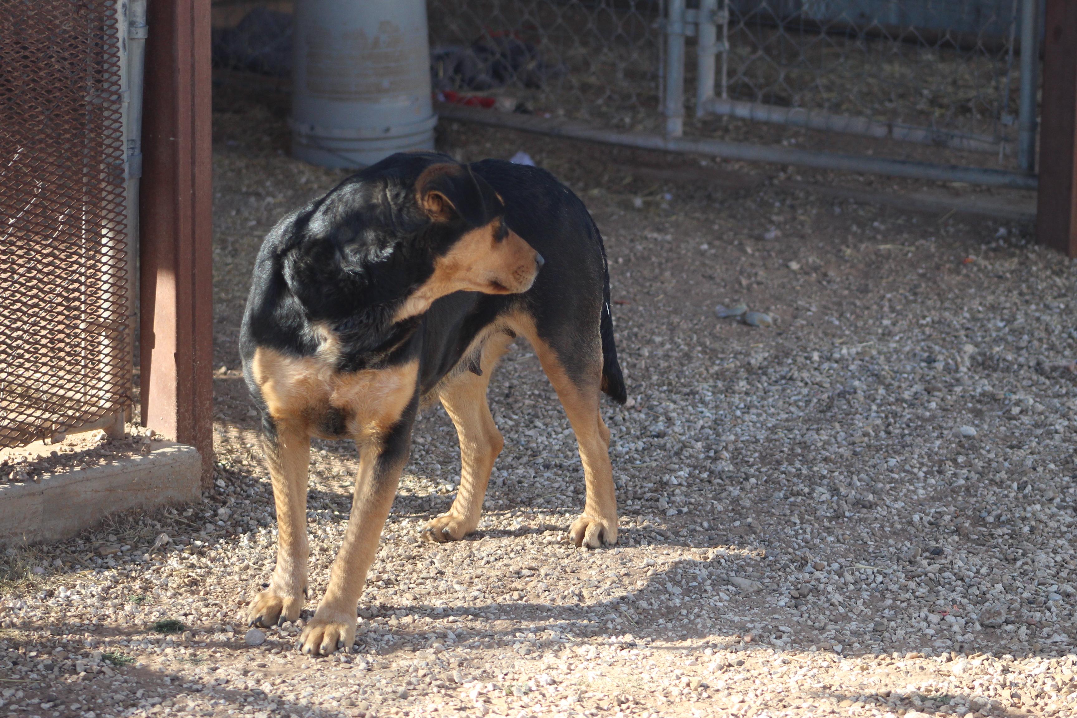 Duchess, a Adoptable mixed breed in Post, TX image 5/6