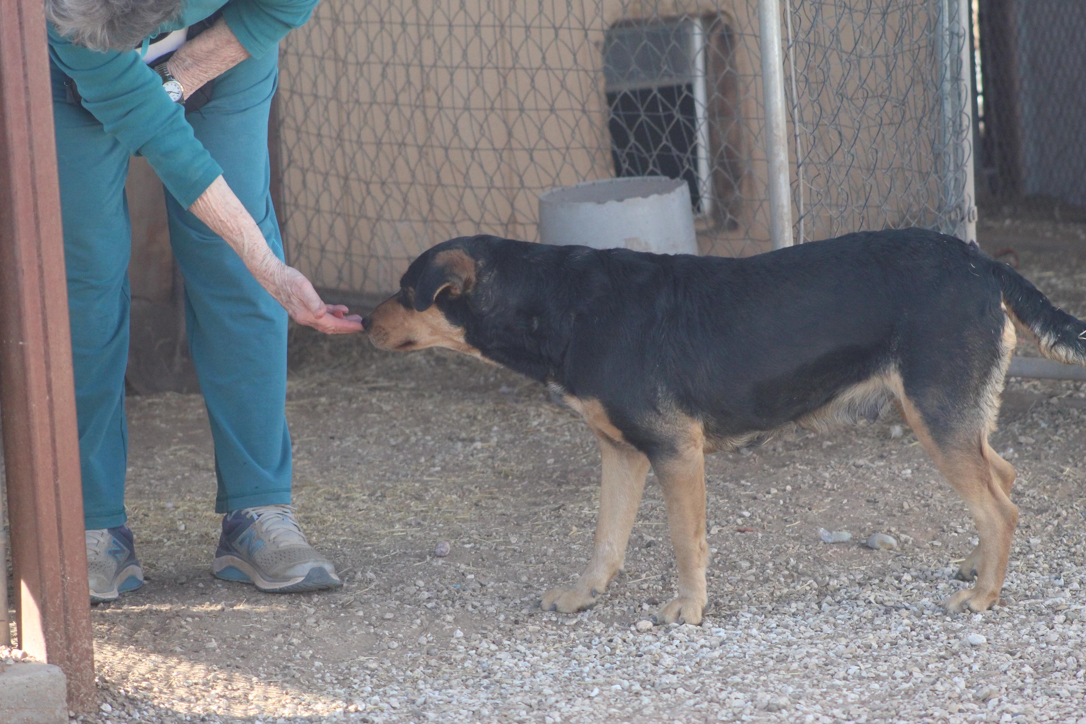 Duchess, a Adoptable mixed breed in Post, TX image 6/6