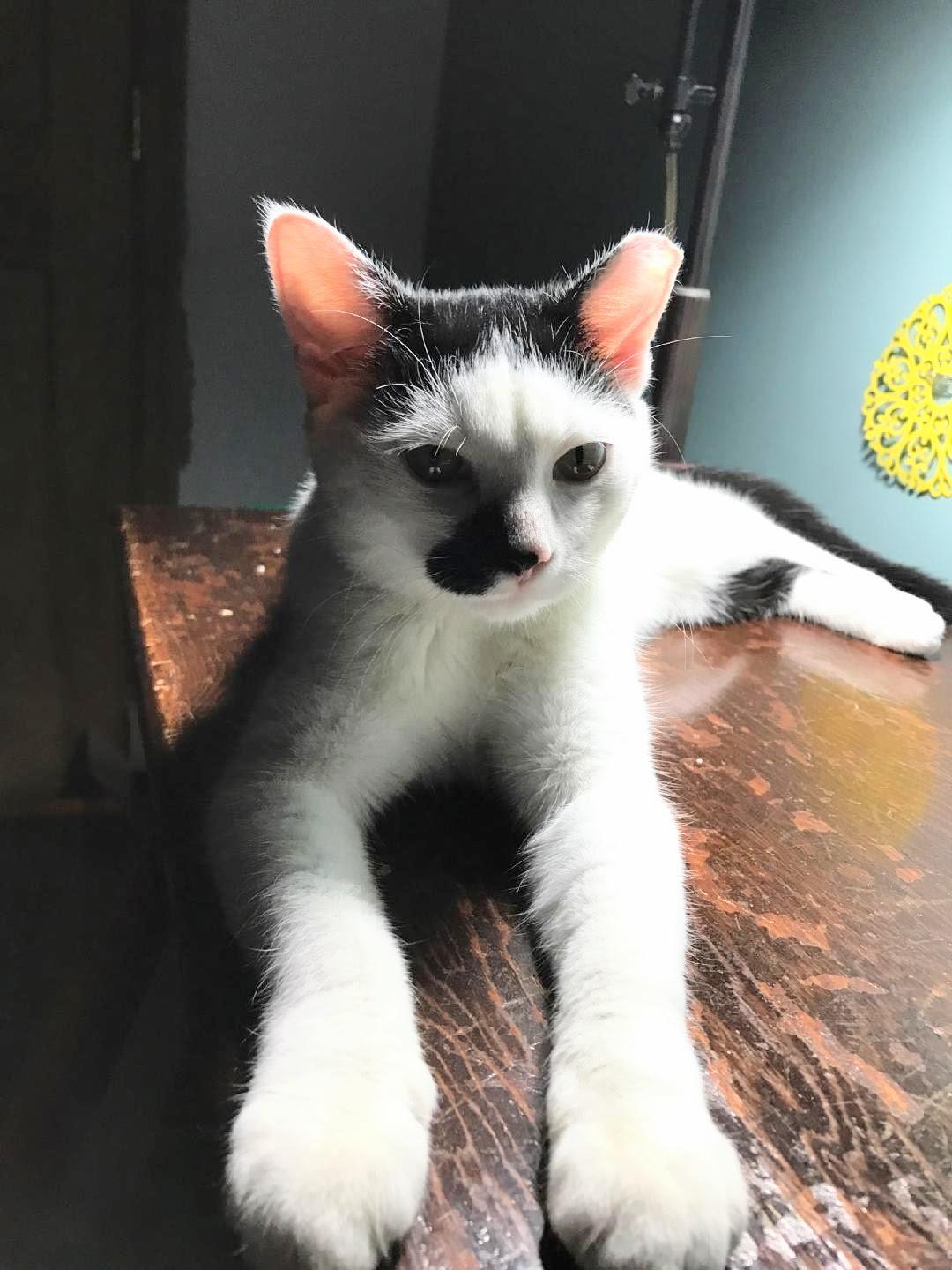 Enlarge Joey, a Adoptable Domestic Short Hair in Knoxville, TN image 4/6