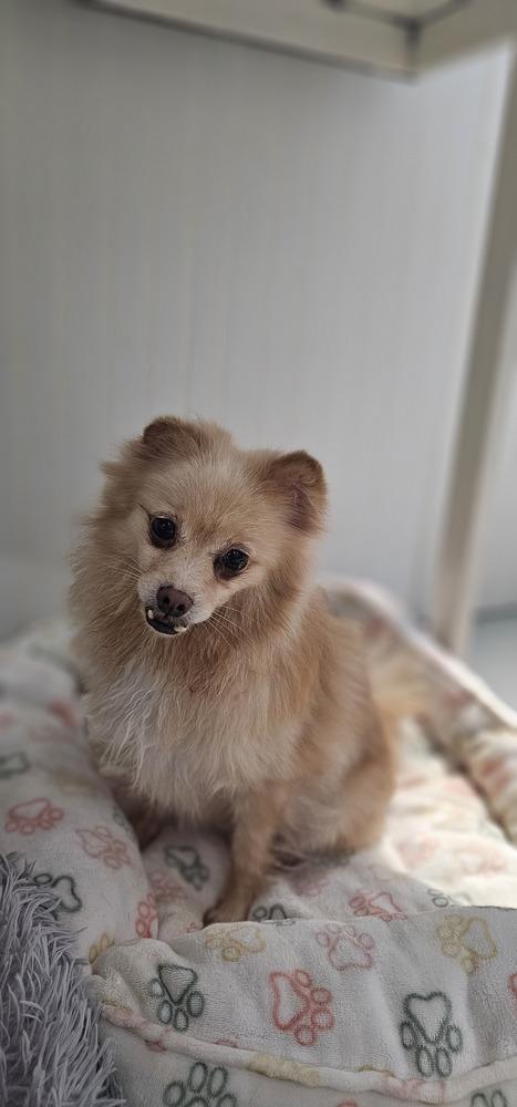 Seraphina, a Adoptable Pomeranian image 1/6