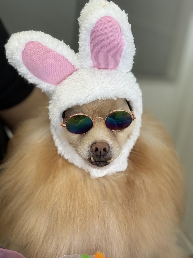 Seraphina, Adoptable, Adult Female Pomeranian.